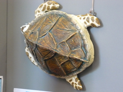 picture of Turtle