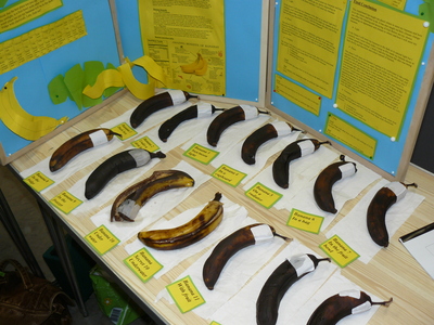 photograph of Where to store Bananas - click for fullsize image